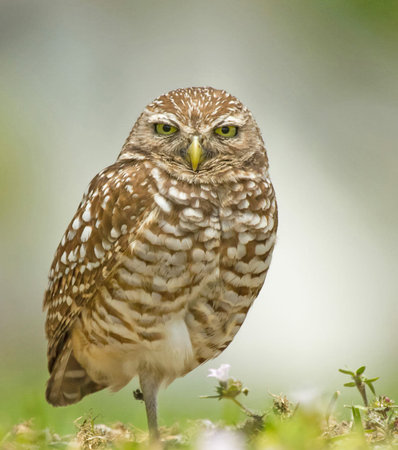 Burrowing owl, Athene brama, single bird on grass, Warwickshireの写真素材