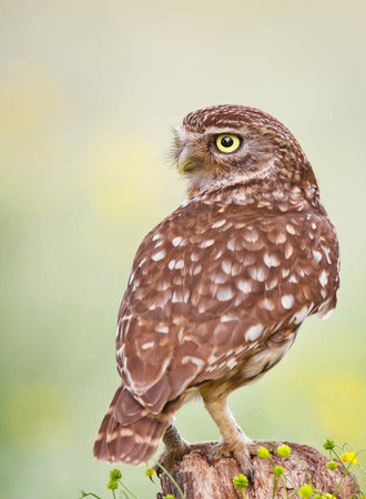 Adult Burrowing Owl (Athene noctua) perched on a perchの写真素材