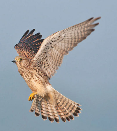 Kestrel (Falco tinnunculus) in flightの写真素材