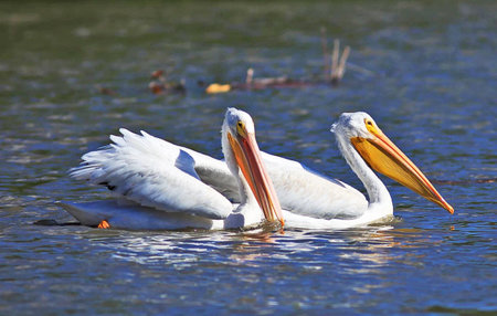 Great White Pelican - Pelecanus onocrotalusの写真素材
