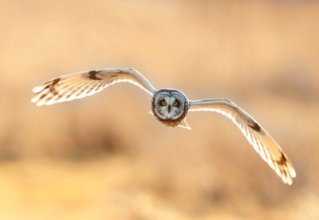 Short eared owl (Asio flammeus) in flightの写真素材
