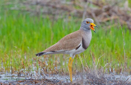 Red-wattled Lapwing (Vanellus vanellus)
