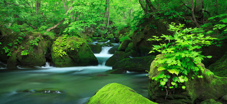 Beautiful summer forest landscape with a waterfall and green mossy rocksの写真素材