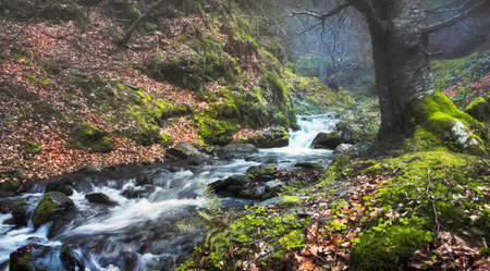 Autumn forest with a stream flowing through the mossy rocks.の写真素材