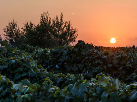 Sunset over vineyards in the countryside of Emilia Romagna in Italyの写真素材