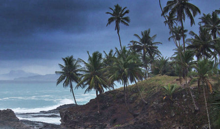Coconut palm trees on the coast of the island of Sri Lanka