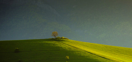 Lonely tree on a green meadow in the mountains.の写真素材