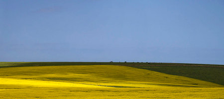 A view of a canola field in bloom in the springtime.