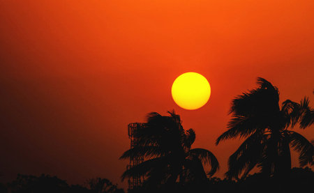 silhouette of coconut tree on the sunset with orange sky backgroundの写真素材