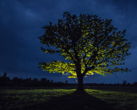 Tree in the field at night with a dark sky in the background