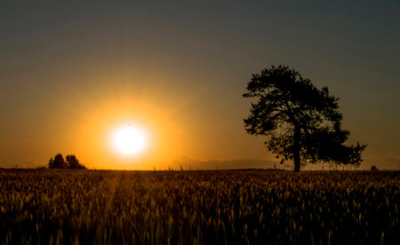 Sunset in a wheat field with a lone tree in the foregroundの写真素材
