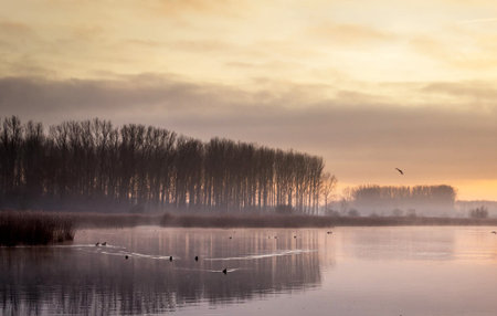 Sunrise over a lake in winter with ducks and swans.の写真素材