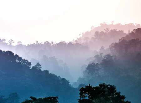 Beautiful misty forest in the morning at Doi Inthanon National Park, Chiang Mai, Thailandの写真素材