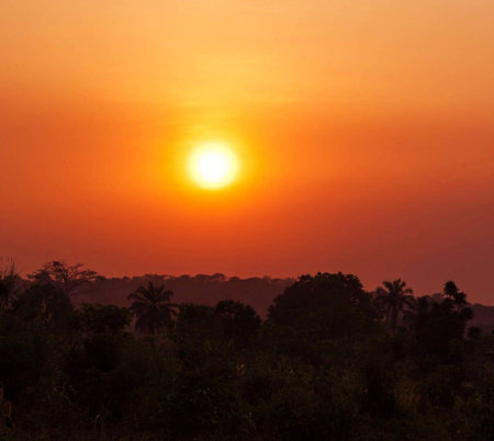 Sunset in the jungle with palm trees. Africa. Kenya.