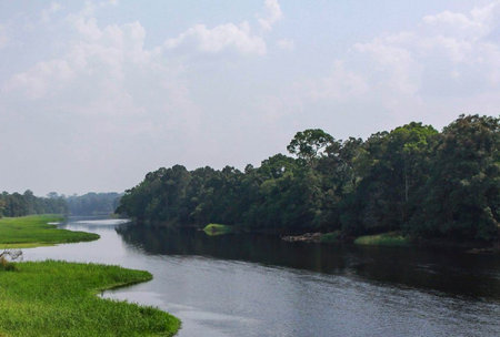 River in the middle of the forest with green grass and blue sky