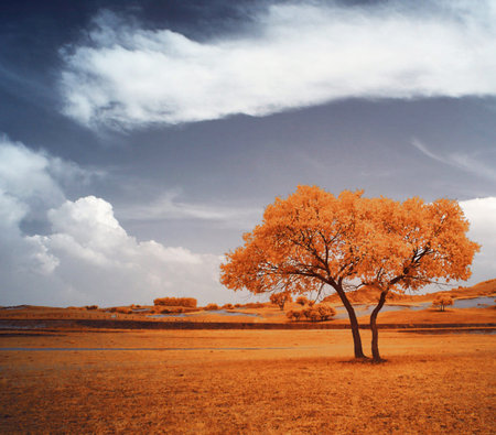 Autumn landscape with lonely tree and cloudy sky. Filtered image processed vintage effect.の写真素材