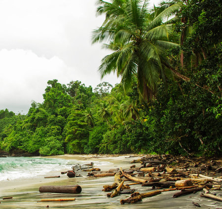 Tropical beach with palm trees and broken logs.の写真素材