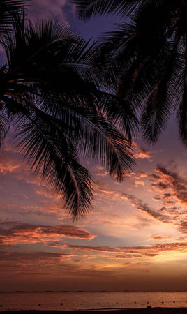 Silhouette coconut tree on the beach at sunset sky background.の写真素材