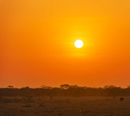 Sunset in Serengeti National Park, Tanzania, Africaの写真素材