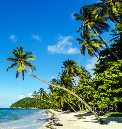 Tropical beach with coconut palm trees, Praslin island, Seychellesの写真素材