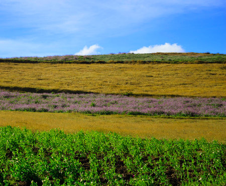 Flowering meadow in the mountains, blue sky and clouds