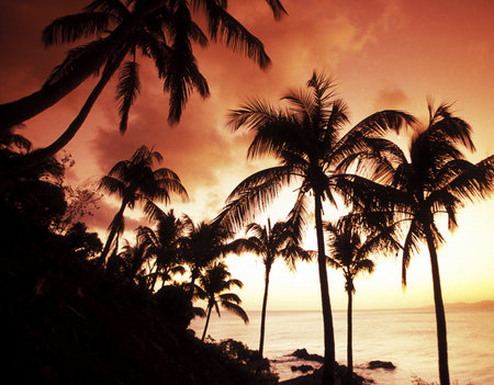 Palm trees silhouetted at sunset on a tropical beach.の写真素材