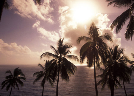 Palm trees by the sea at sunset. Beautiful tropical landscape.の写真素材