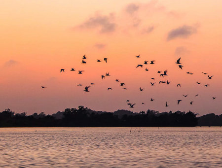 A flock of seagulls flying over the lake at sunsetの写真素材