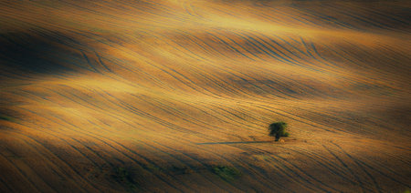 Lonely tree in the plowed field. Tuscany, Italy