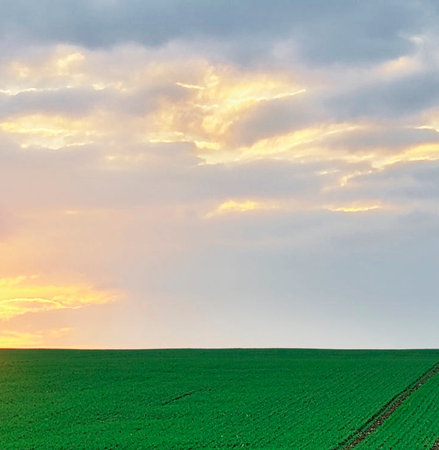 Green field and blue sky with clouds at sunset. Natural background.