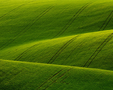 wavy green field. Aerial view