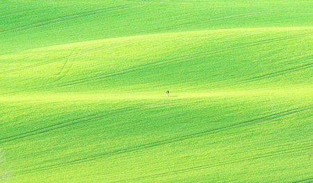 Green field with a man walking on it. Tuscany, Italy