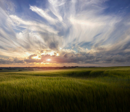 Sunset over green wheat field. Dramatic sky with clouds.