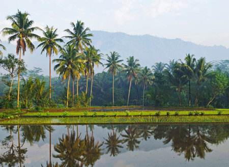 Palm trees reflected in the water of a paddy field.の写真素材