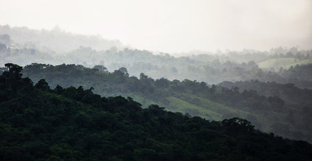 Morning mist over the forest in the morning at Doi Mae Salong, Chiang Rai, Thailandの写真素材