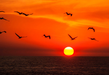 Seagulls flying over the sea at sunset with orange skyの写真素材
