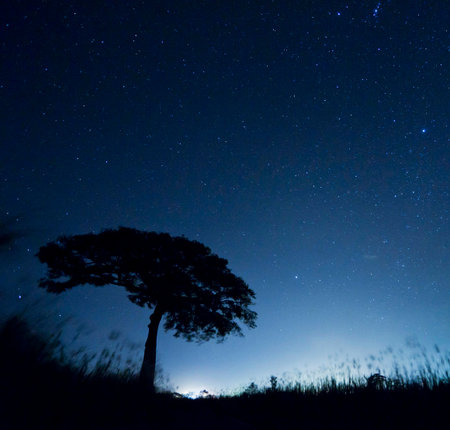 Night sky with stars and silhouette of a tree. Long exposure photograph.の写真素材
