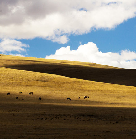 Horses in the Mongolian steppeの写真素材