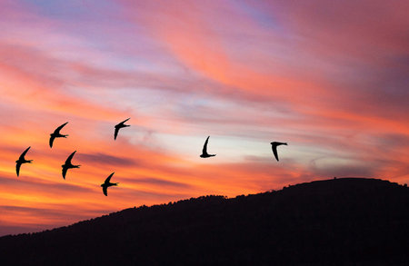 Silhouette of a flock of birds flying at sunsetの写真素材