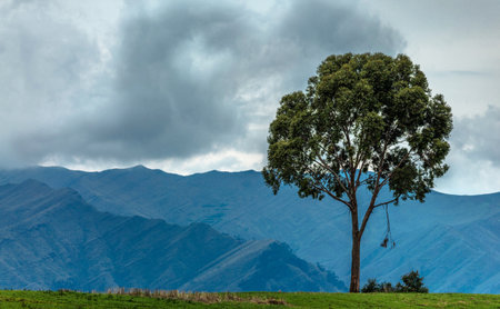 Tree in the middle of a field with mountains and clouds in the background