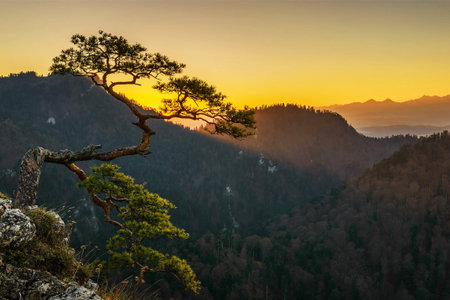 Pine tree on top of mountain at sunset. Beautiful landscape.の写真素材