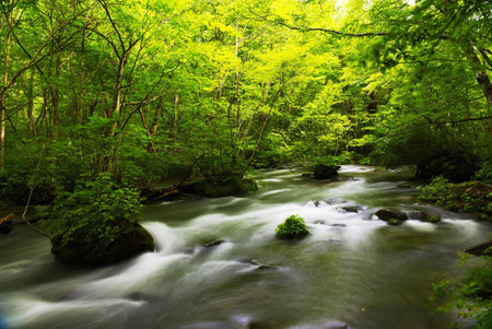 Stream in deep forest. Spring landscape. Beauty in nature. Long exposure.の写真素材