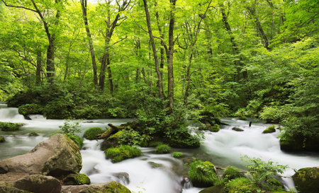 Stream in the green forest. Spring landscape. Beauty in nature.の写真素材