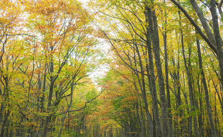 Autumn forest in the morning, close-up view of treesの写真素材