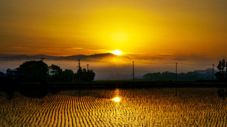Sunset over rice field in Chiangmai, Thailand.の写真素材