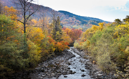 River in the autumn forest. Colorful foliage in the mountains.