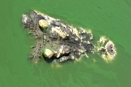 Close-up a crocodile head の写真素材