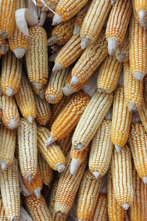 cornの写真素材