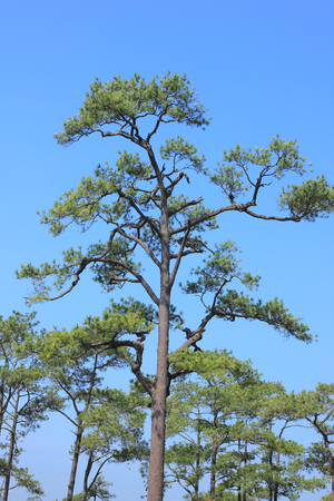 pine forest under blue sky thailandの写真素材