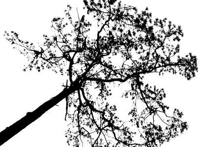 Dead tree silhouette, isolated on white backgroundの写真素材